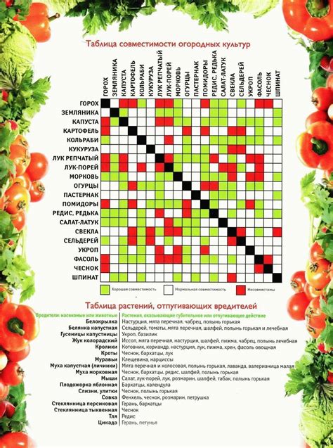 Совместимость посадки овощей