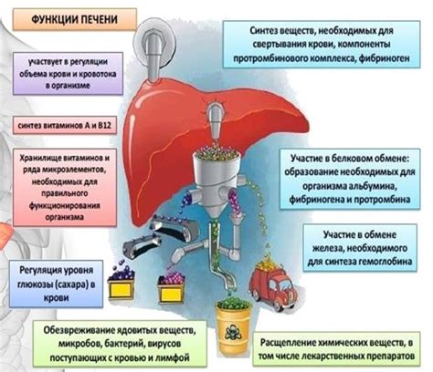 Совместимость приема Ксарелто с пищей и алкоголем