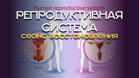 Современные методы восстановления репродуктивной системы