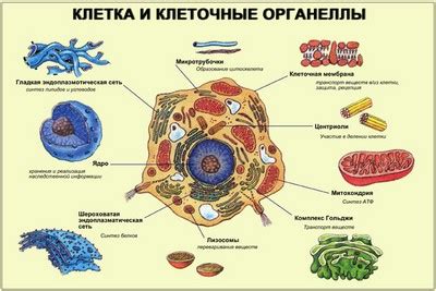 Состав амебы и основные органеллы