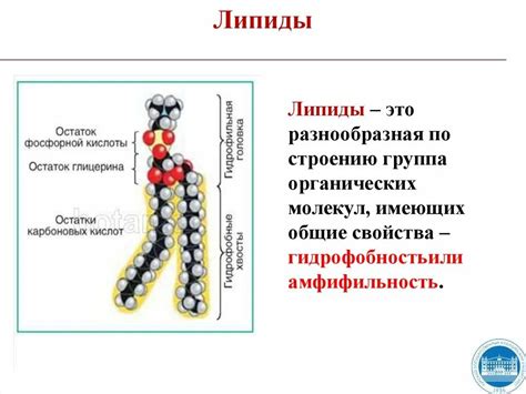 Состав и структура липидов