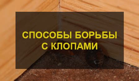 Способы дезинфекции клопами зараженной одежды