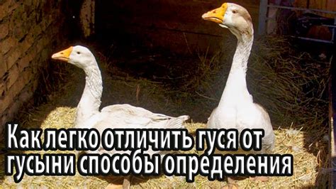 Способы избавиться от гуся