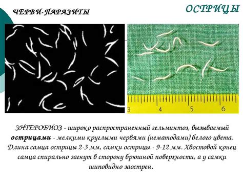 Способы определения глистов в домашней среде