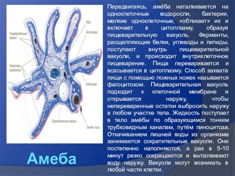 Способы передвижения амебы: псевдоподии и стигмы