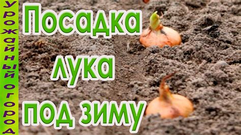 Способы посадки лупина под зиму