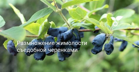 Способы размножения жимолости