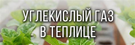 Способы увеличить количество углекислого газа в теплице