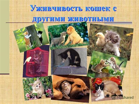 Сравнение памяти кошек с другими животными