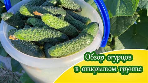 Сроки закатки огурцов