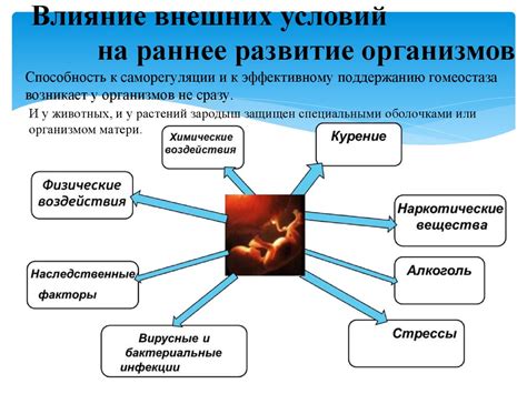 Стабильность взрослого организма