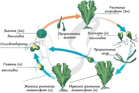 Стихийное развитие Красных Хмеров