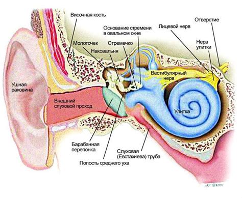 Строение уха человека