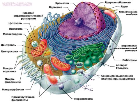 Структура животной клетки