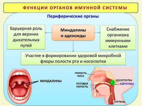 Структура и функции гланд