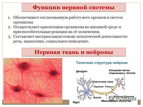 Структура и функции нервной ткани