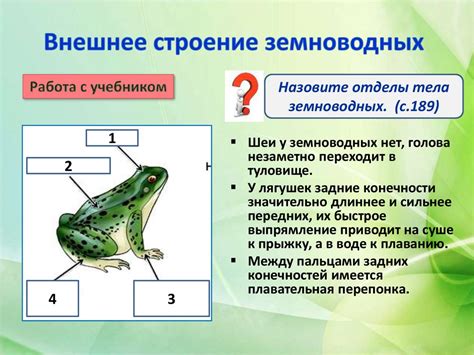 Структура тела земноводных