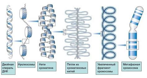 Структурные изменения хроматина при максимальной конденсации хромосом