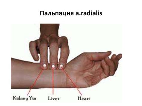 Тактильное исследование пульса