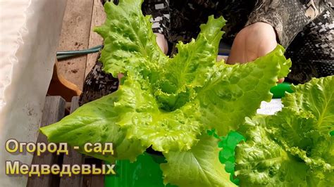 Техники замораживания салата листового