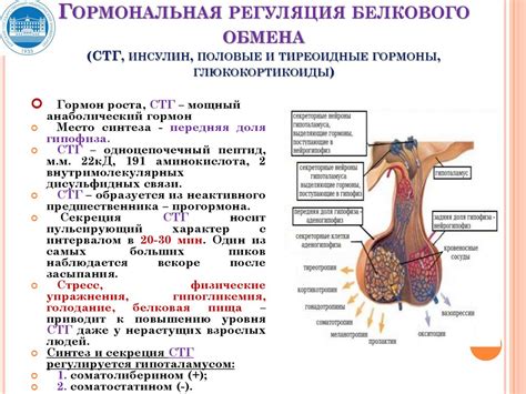 Тиреоидные гормоны и ускорение обмена веществ