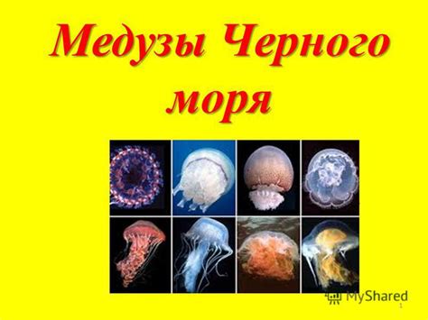 Токсичные медузы Черного моря: что это за животные