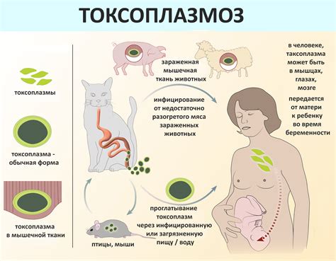 Токсоплазмоз - распространенное заболевание