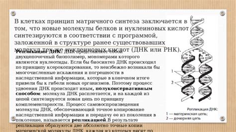 Точные расчеты массы ДНК