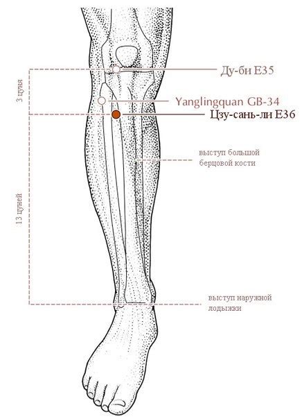 Траволечение: натуральные методы воздействия на точку цзу сань ли