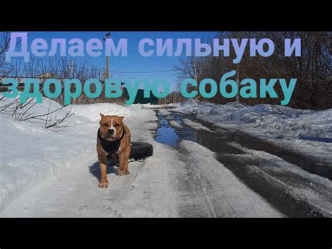 Тренировка собаки на спокойствие