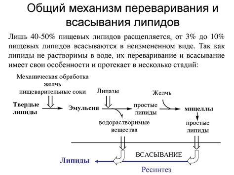 Убедительный механизм переваривания