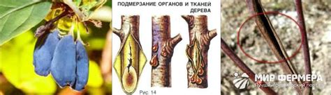 Удаление больных и поврежденных веток жимолости