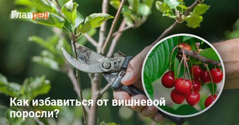 Удаление поросли вишни: важные моменты