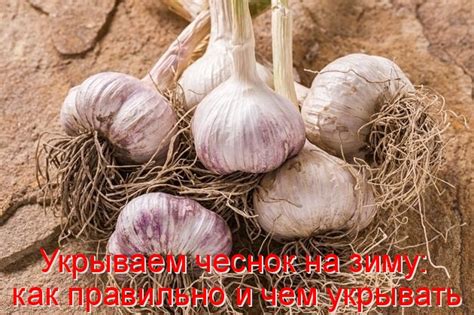 Укрывать чеснок на зиму или нет?