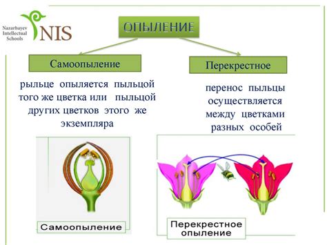 Улучшение опыления и плодоношения