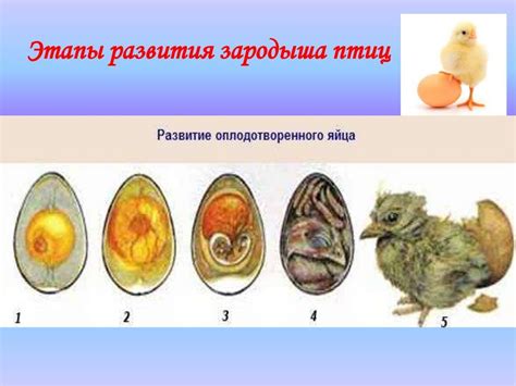 Усвоение яичного белка организмом