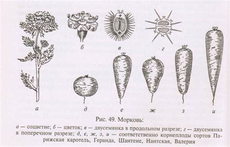 Ускорение развития корнеплодов моркови с помощью навоза