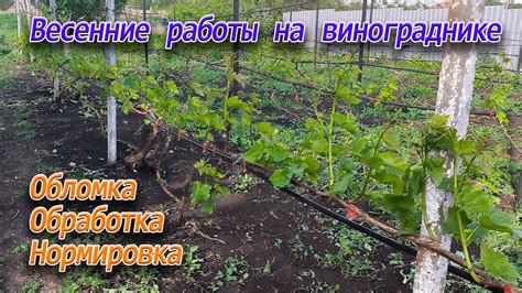 Ухаживание за виноградом весной