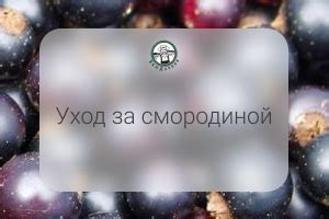 Уход во время вегетации