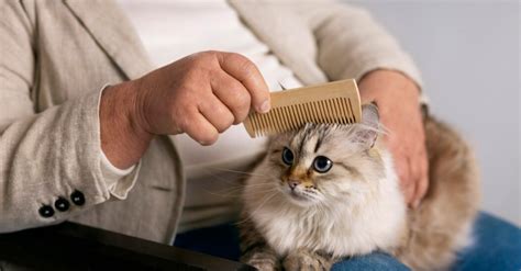 Уход за котом с почечной недостаточностью