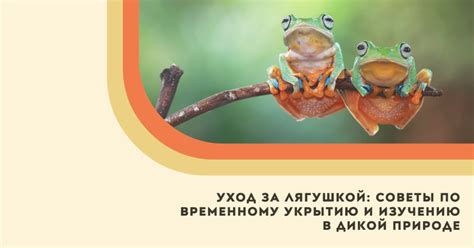 Уход за лягушкой