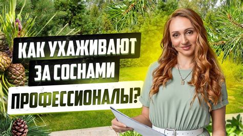 Уход за молодыми соснами