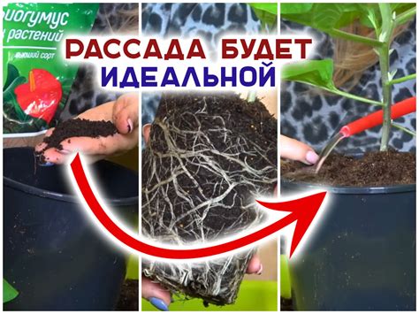 Уход за рассадой