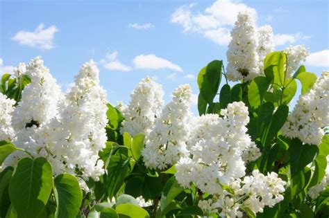 Уход за сиренью после посадки