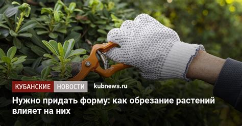 Уход и регулярное обрезание растений