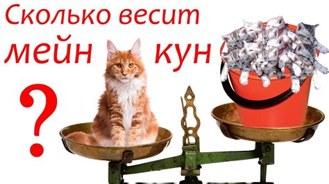Учитывайте размеры вашего кота