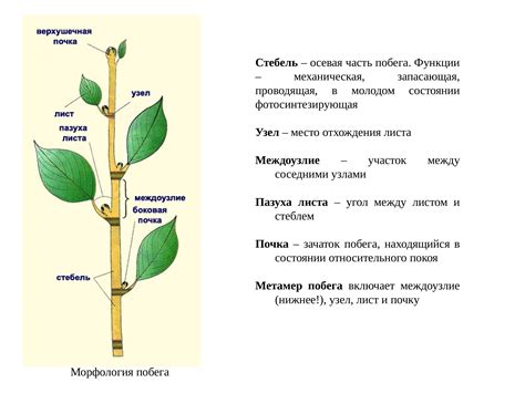 Фаза формирования листьев и стеблей