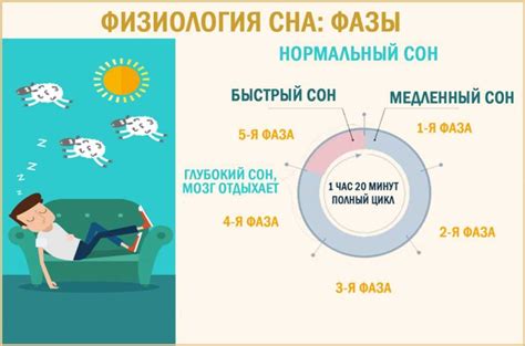 Фазы сна: полезные характеристики