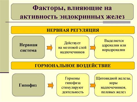 Факторы влияния на активацию апокриновых желез