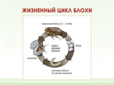 Факт #1: Блохи могут размножаться и без животных